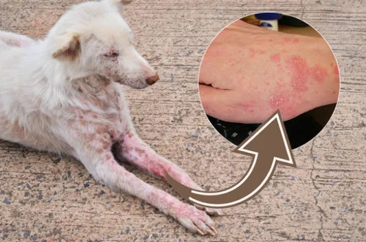 9 enfermedades que transmiten los perros a los humanos