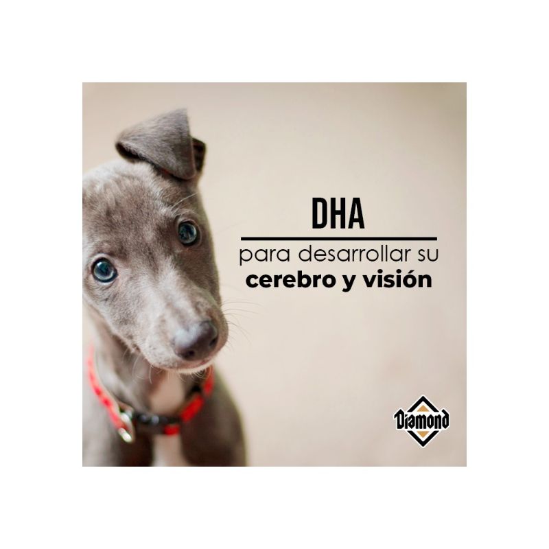 Diamond - Puppy Perro Cachorro