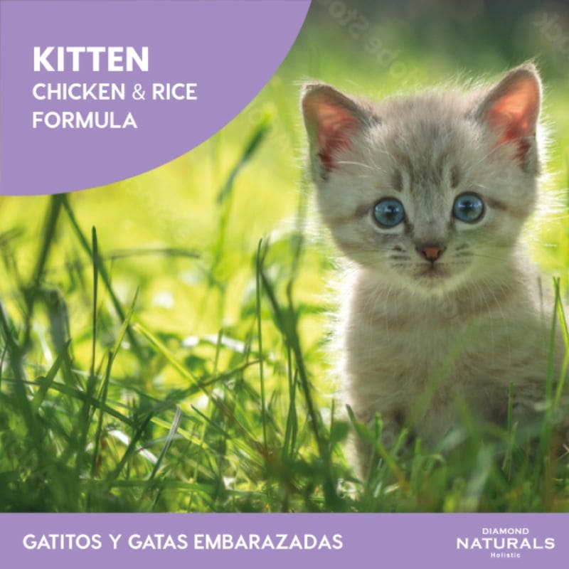 Diamond Kitten gatitos cachorros, madres gestantes